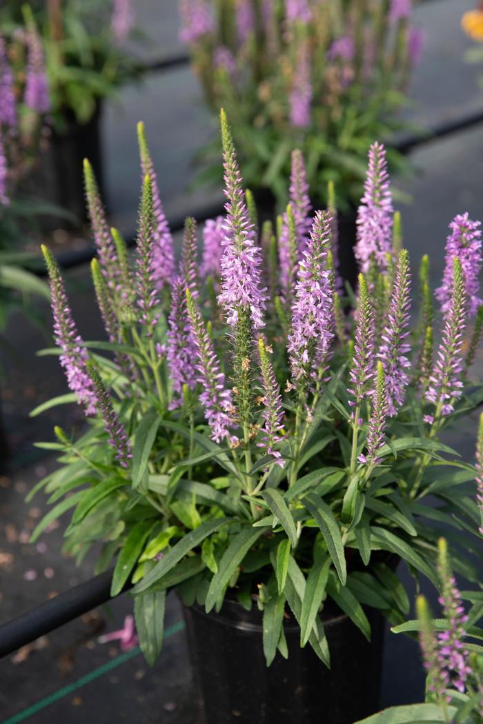 Veronica Moody Blues® Mauve Improved
