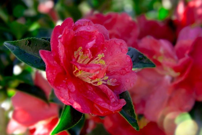 Camellia sasanqua October Magic® Rose