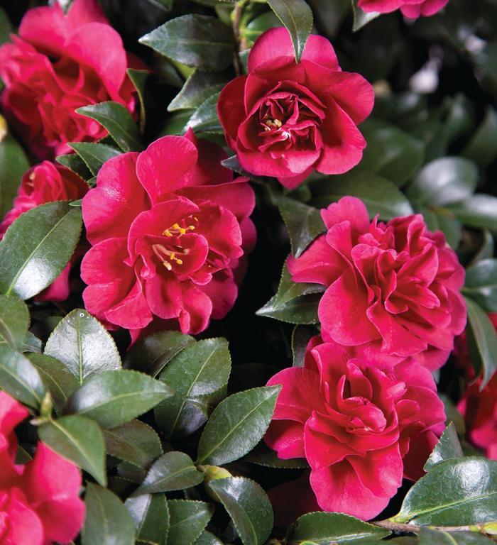 Camellia sasanqua October Magic® Ruby