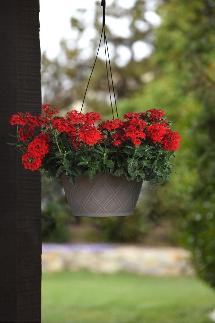 Verbena peruviana Firehouse™ Red Improved