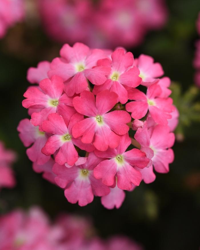 Verbena peruviana Firehouse™ Pink Improved