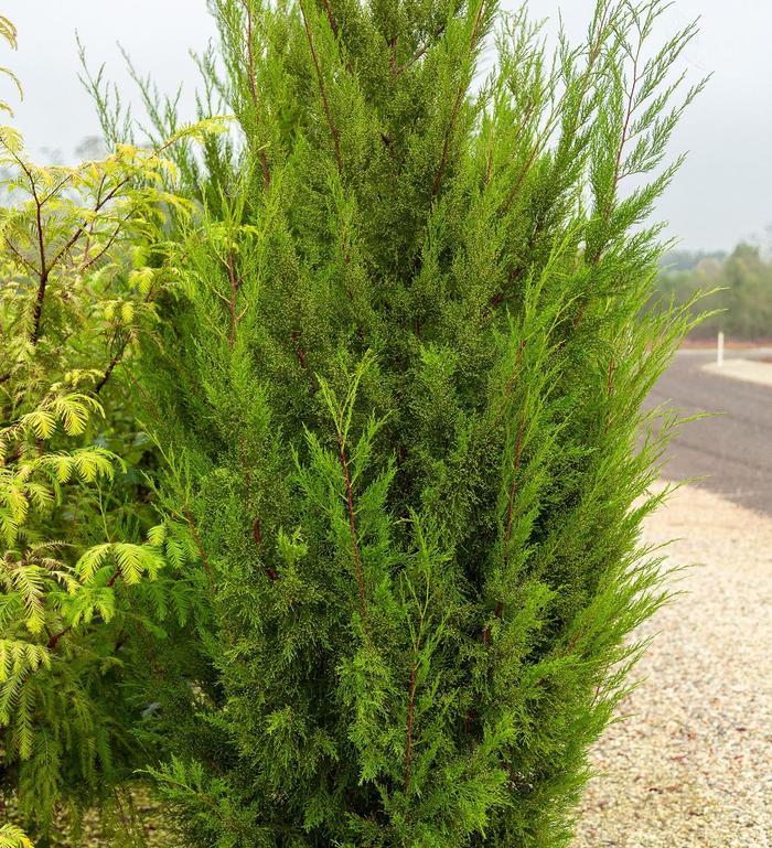 Thuja plicata