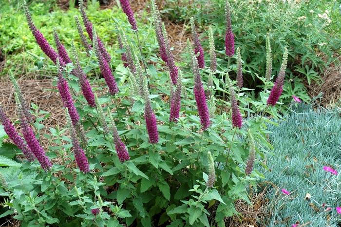 Teucrium chamaedrys