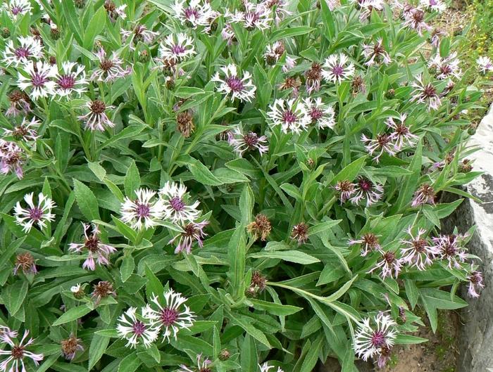 Centaurea montana Amethyst in Snow