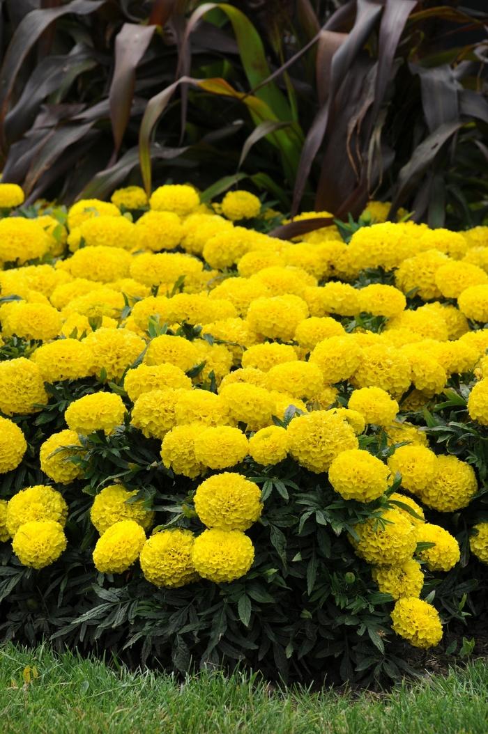 Tagetes erecta Taishan® Yellow