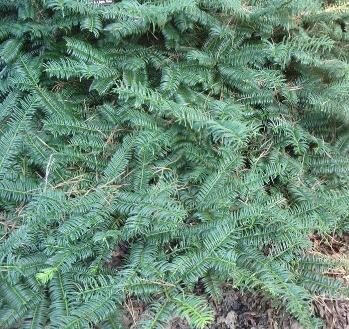 Cephalotaxus harringtonia Mary Fleming