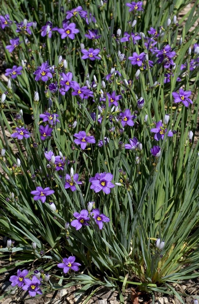 Sisyrinchium bermudianum