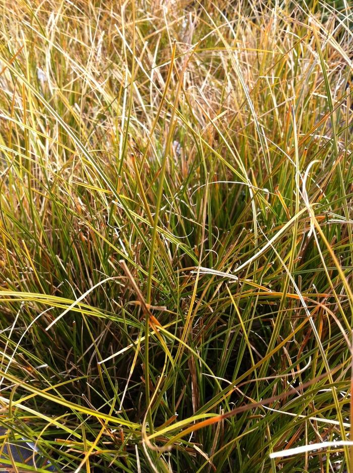Carex testacea