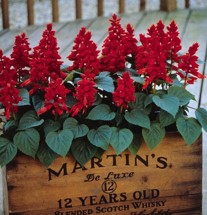 Salvia splendens Vista™ Red