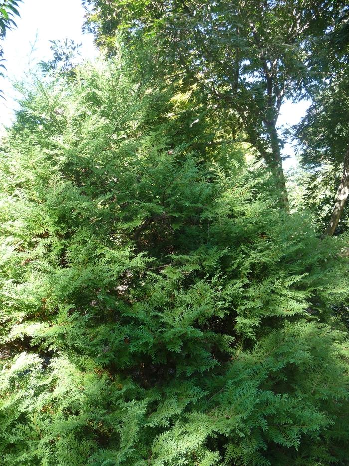 Chamaecyparis pisifera Golden Pincushion
