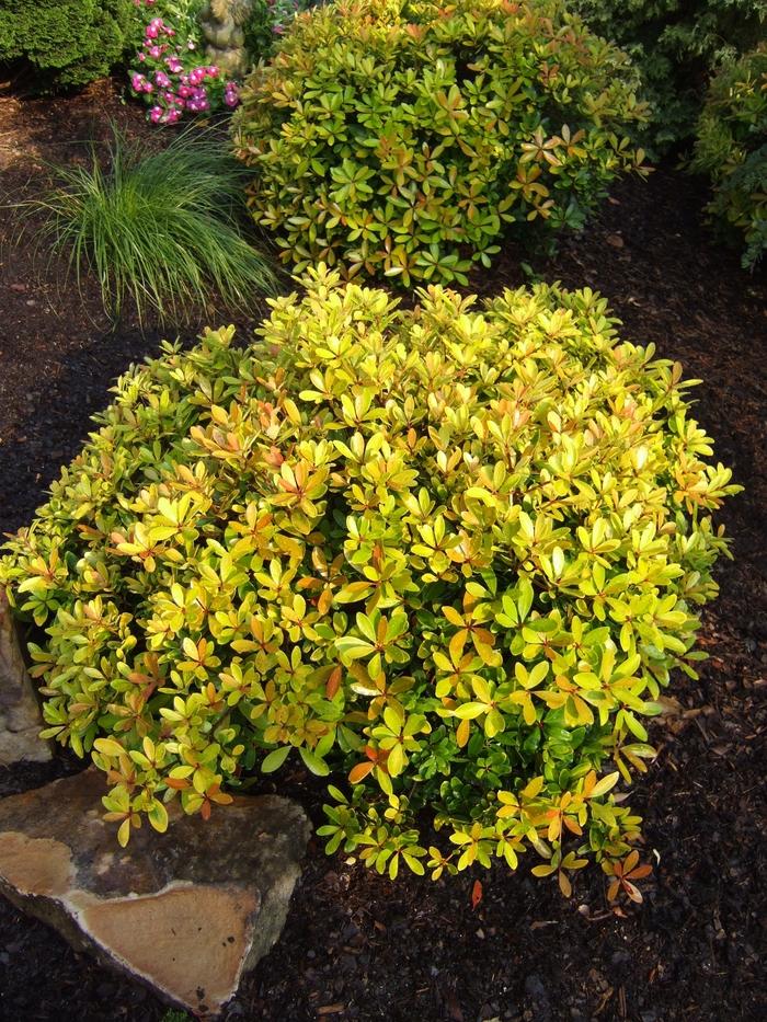 Ternstroemia gymnanthera Hunny Bun®
