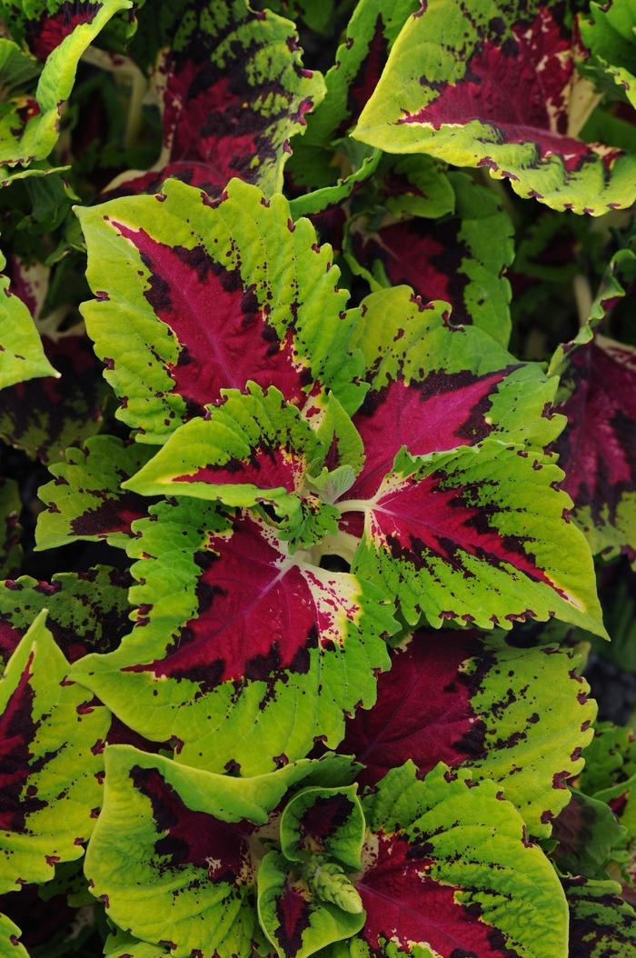 Coleus scutellarioides Kong Jr.™ Rose