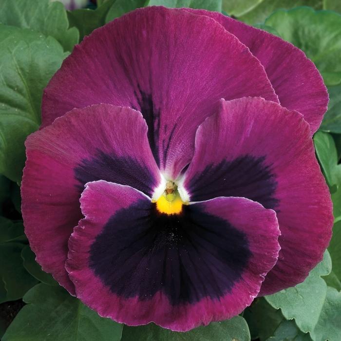 Viola x wittrockiana Colossus™ Rose w/Blotch