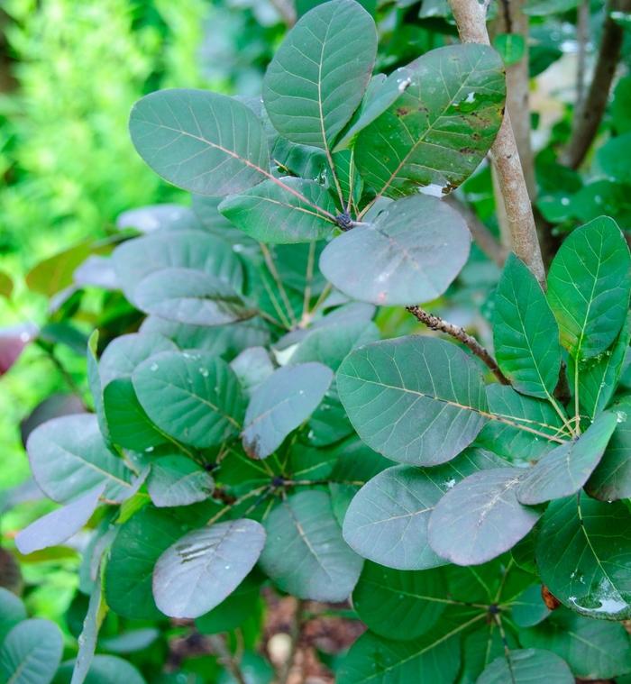 Cotinus coggygria Velvet Cloak