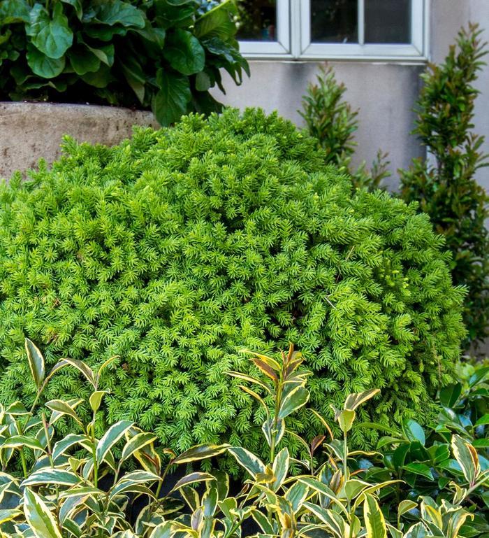 Cryptomeria japonica Dragon Prince™