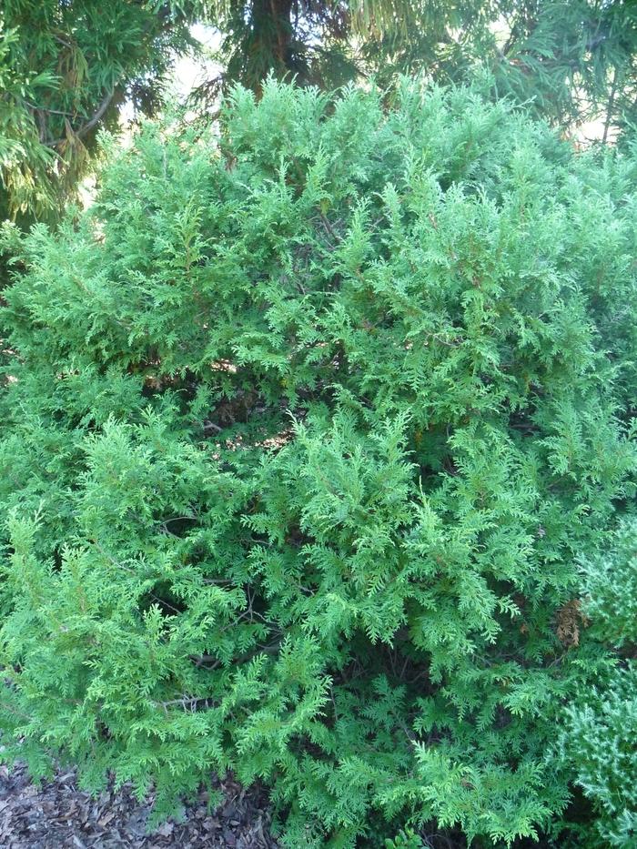 Cryptomeria japonica Giokumo