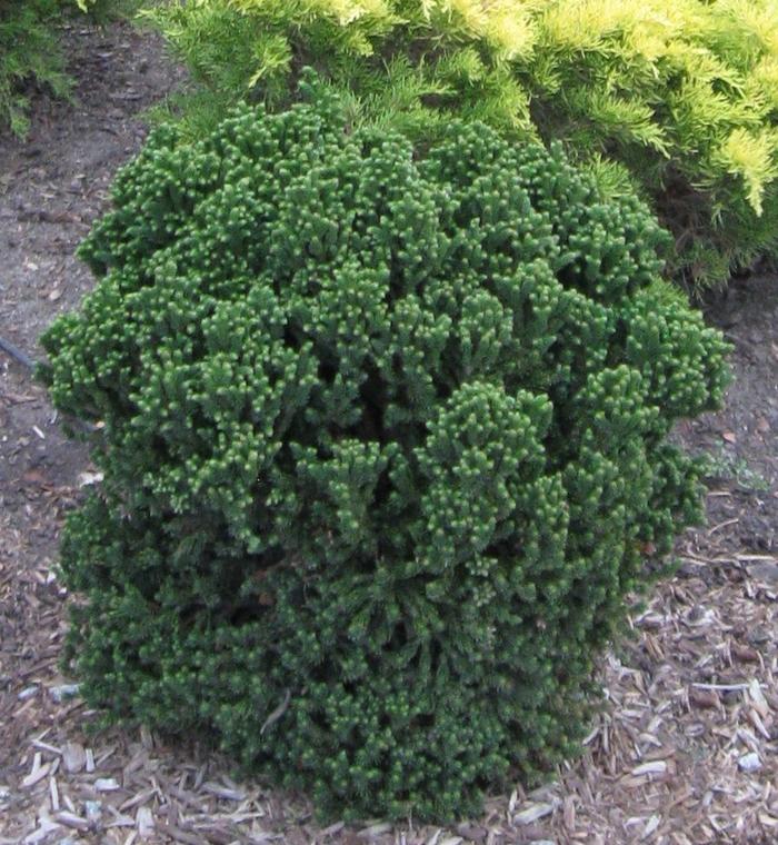 Cryptomeria japonica Dragon Warrior®
