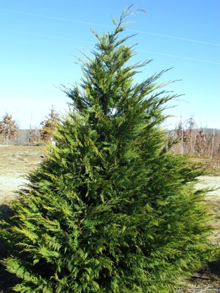 Cupressocyparis leylandii