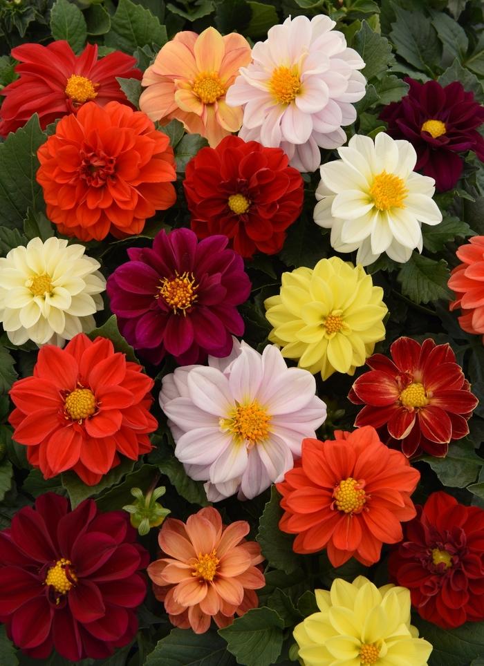 Dahlia Figaro™ Mix