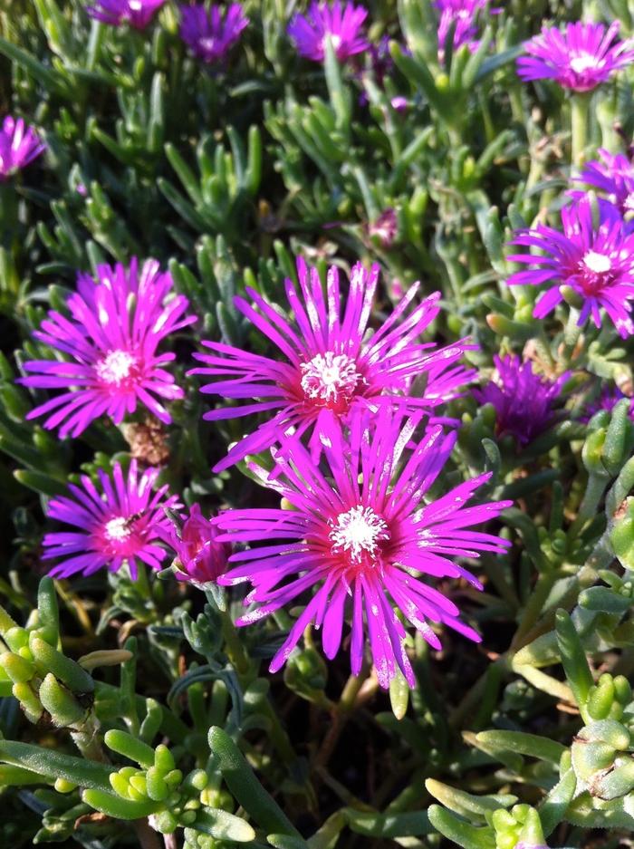Delosperma cooperi