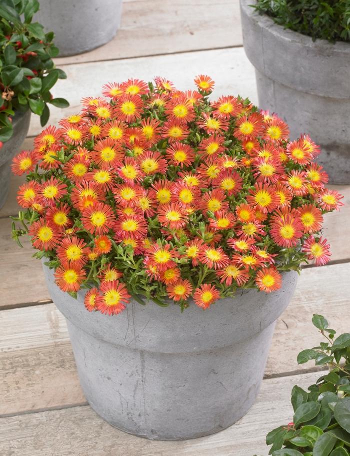 Delosperma cooperi Wheels of Wonder® Fire