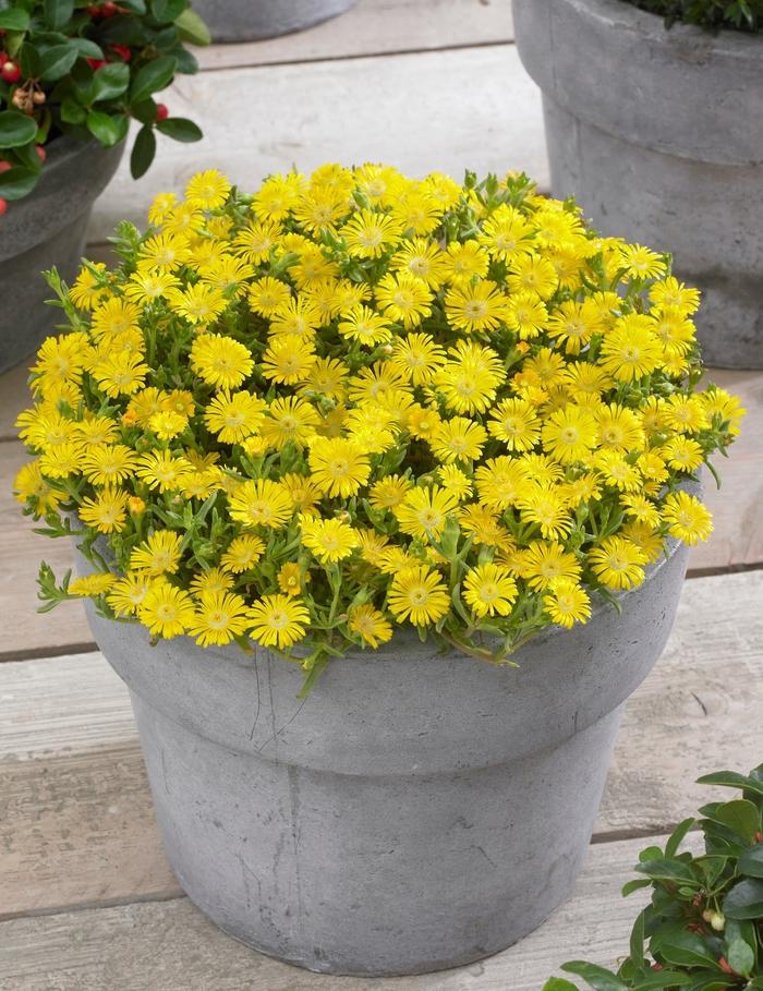 Delosperma cooperi Wheels of Wonder® Golden Wonder