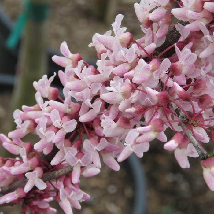 Cercis canadensis Cotton Candy™