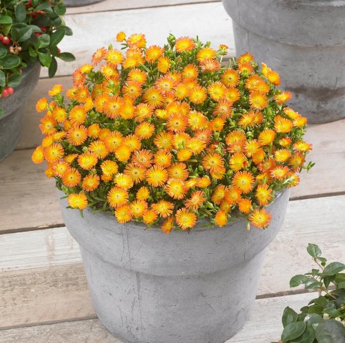 Delosperma cooperi Wheels of Wonder® Orange Wonder