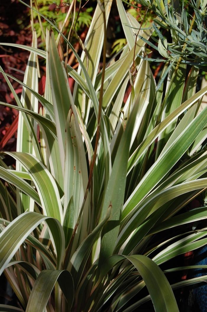 Dianella tasmanica Variegata
