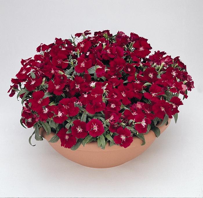 Dianthus chinensis x barbatus Floral Lace™ Crimson