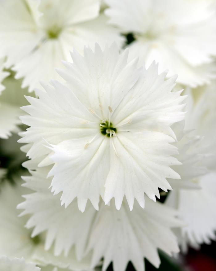 Dianthus chinensis x barbatus Floral Lace™ White