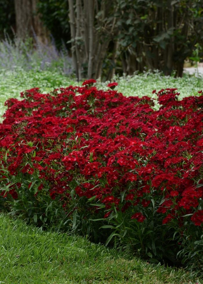 Dianthus Rockin'™ Red