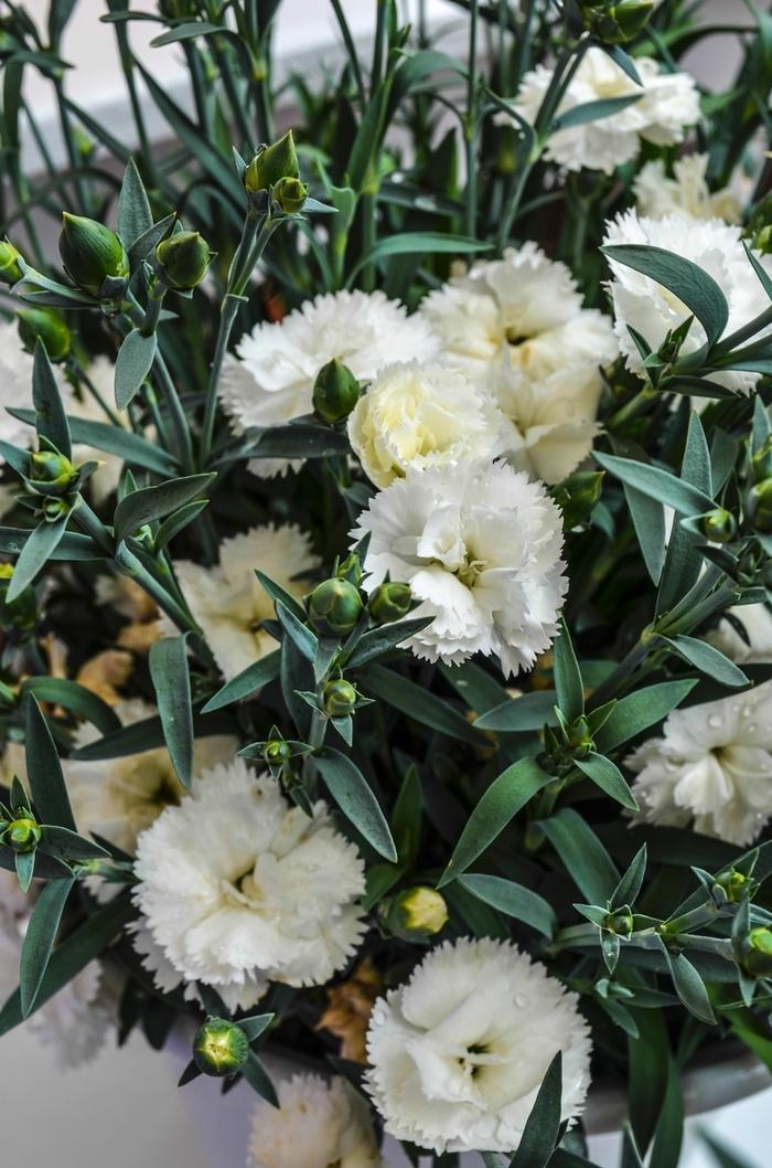 Dianthus caryophyllus SuperTrouper™ White
