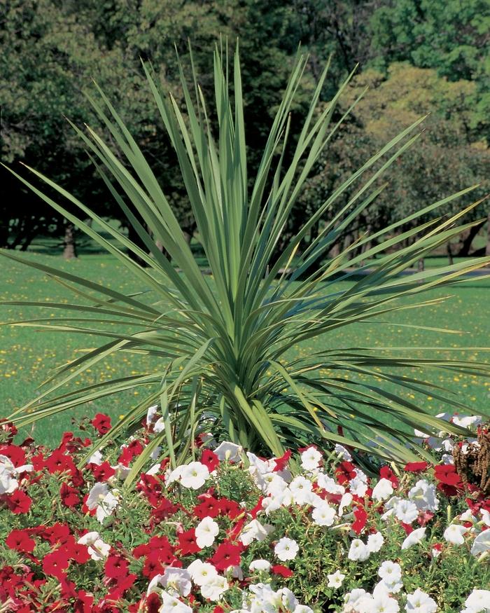 Cordyline indivisa