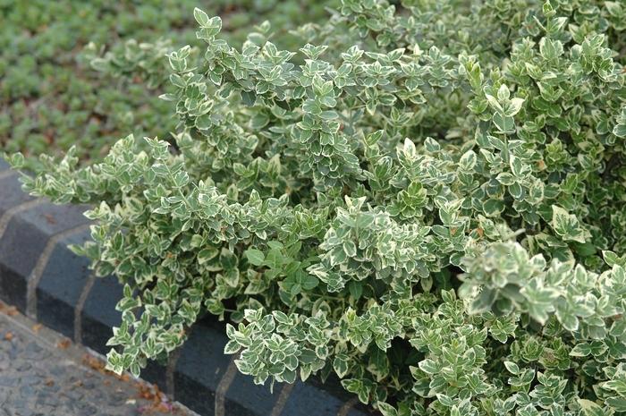 Euonymus fortunei Variegatus