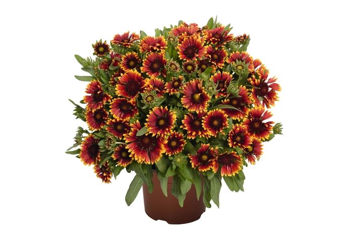 Gaillardia aristata SpinTop Orange Halo