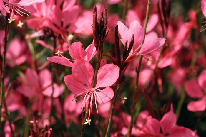 Gaura lindheimeri Belleza® Dark Pink Improved