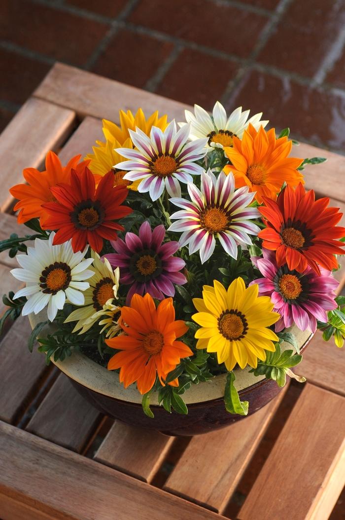 Gazania rigens New Day® Mix