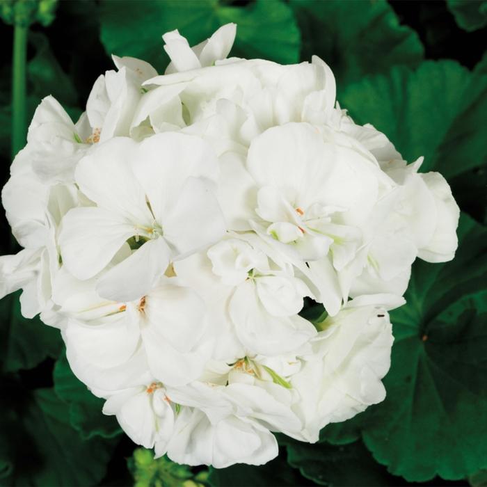 Pelargonium x hortorum Americana® White
