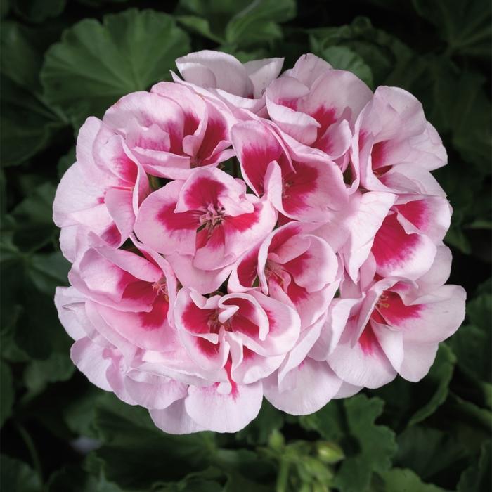 Pelargonium x hortorum Americana® White Splash