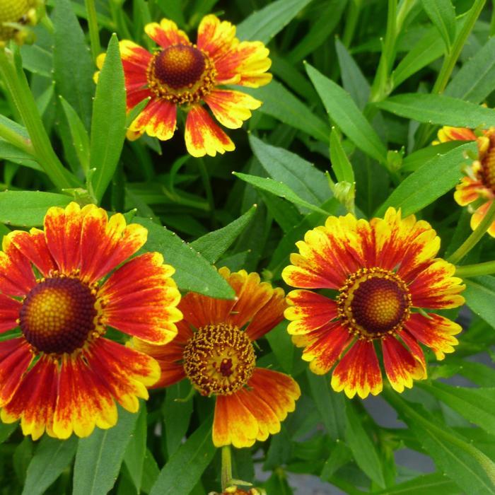 Helenium autumnale Salud™ Embers