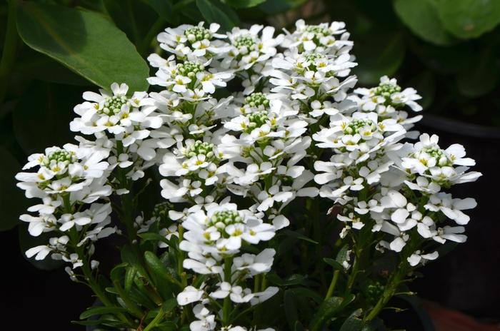Iberis sempervirens Snowsurfer™ Forte