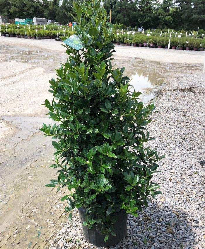 Ilex Oak Leaf™