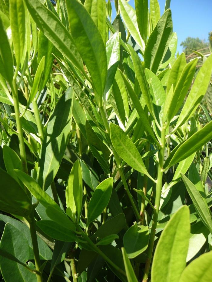 Illicium parviflorum