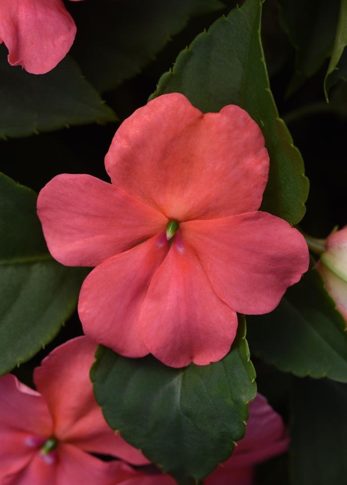 Impatiens walleriana Beacon™ Coral Improved