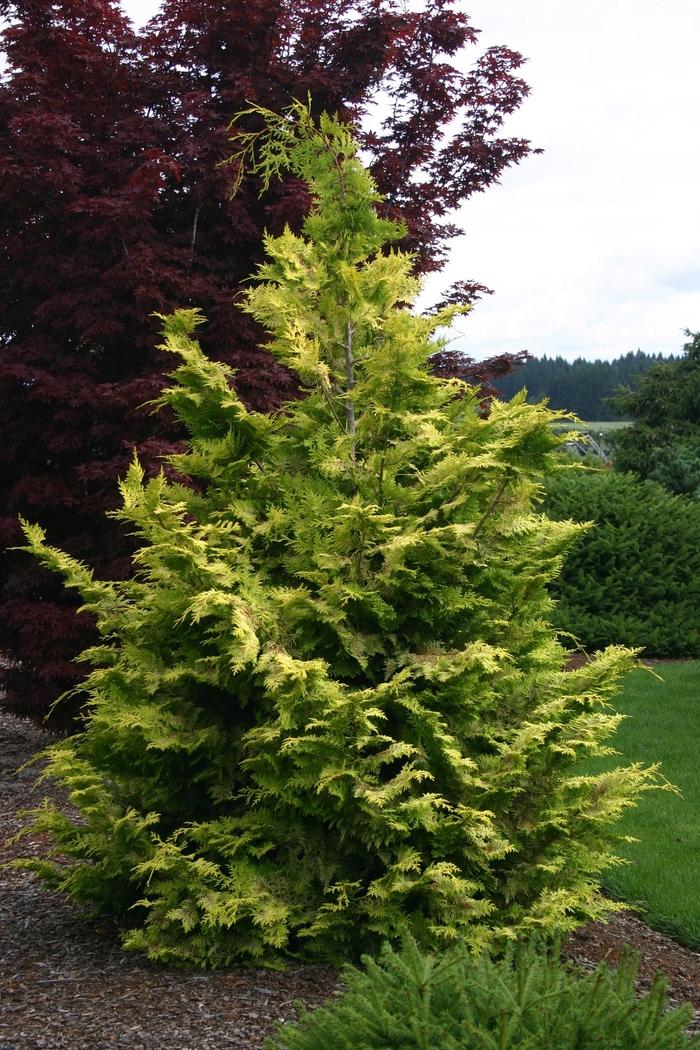 Chamaecyparis obtusa Goldilocks