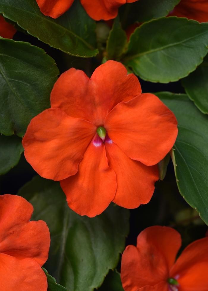 Impatiens walleriana Beacon™ Orange