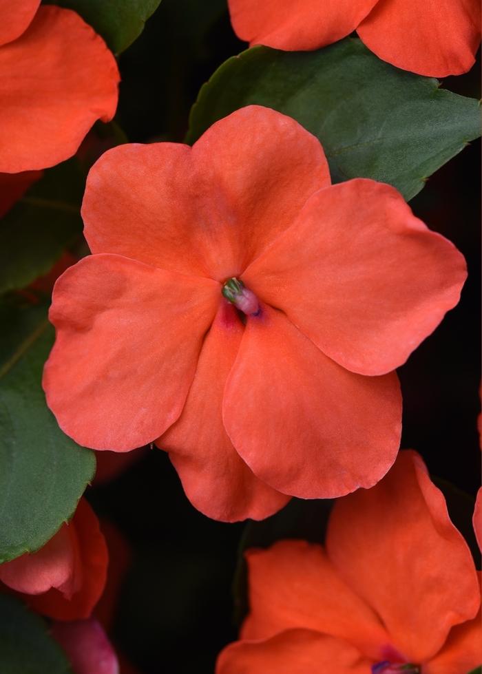 Impatiens walleriana Beacon™ Salmon