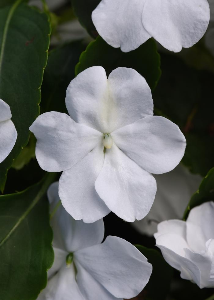 Impatiens walleriana Beacon™ White