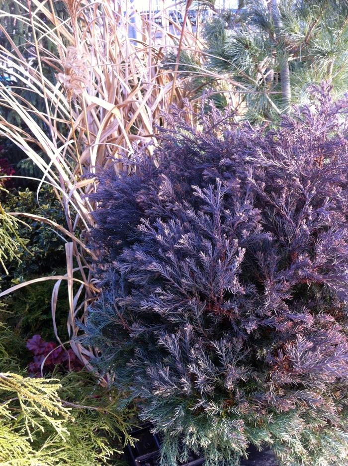Chamaecyparis thyoides Heatherbun